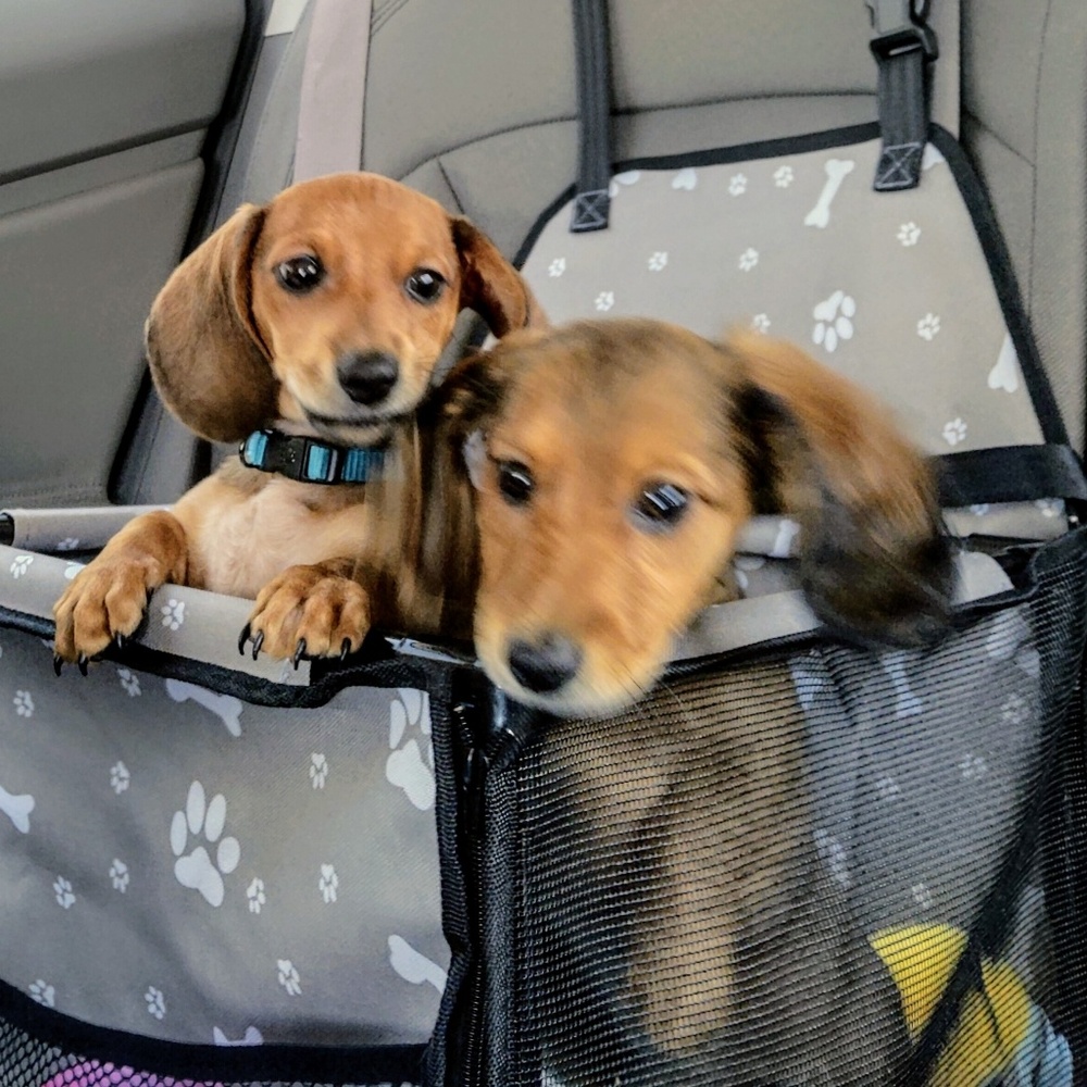 Meet your Posher, Shae